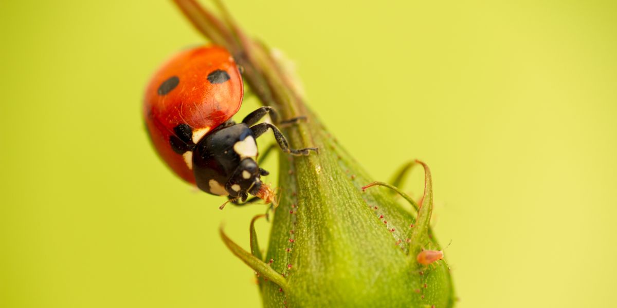 Coccinelle dévorant un puceron