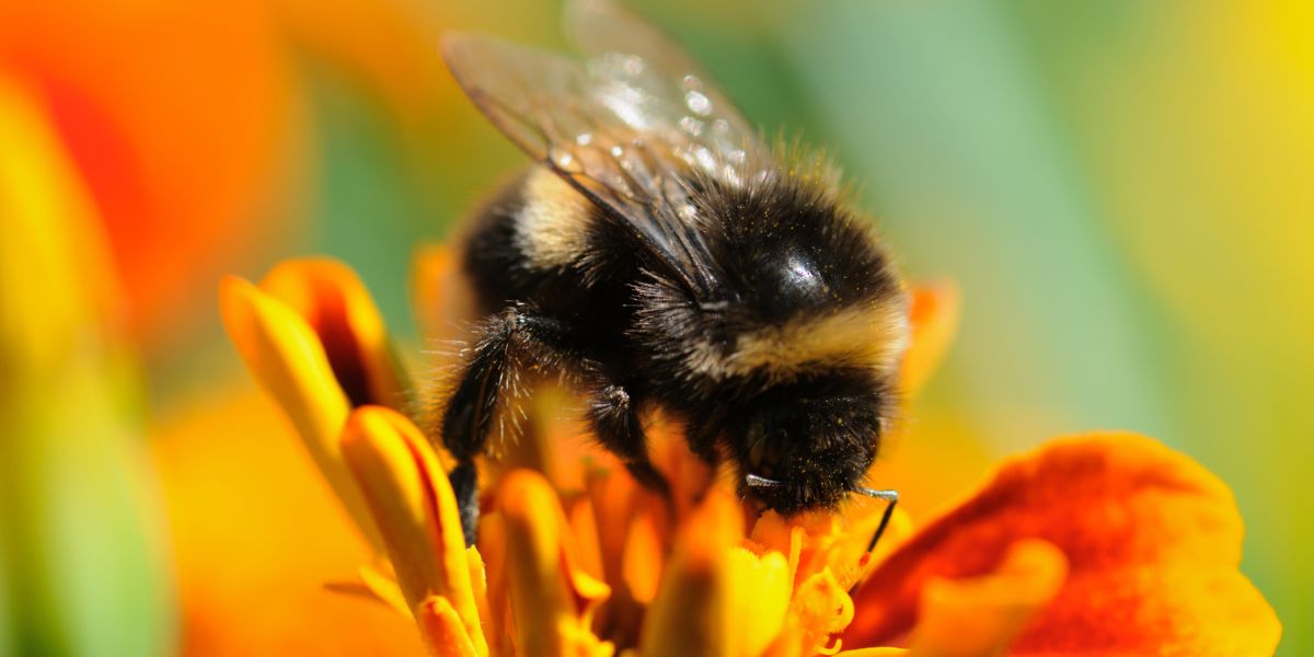 bourdon butine une fleur