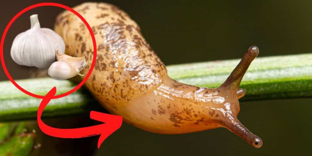 Comment fabriquer un anti-limaces naturel ? La recette naturelle et