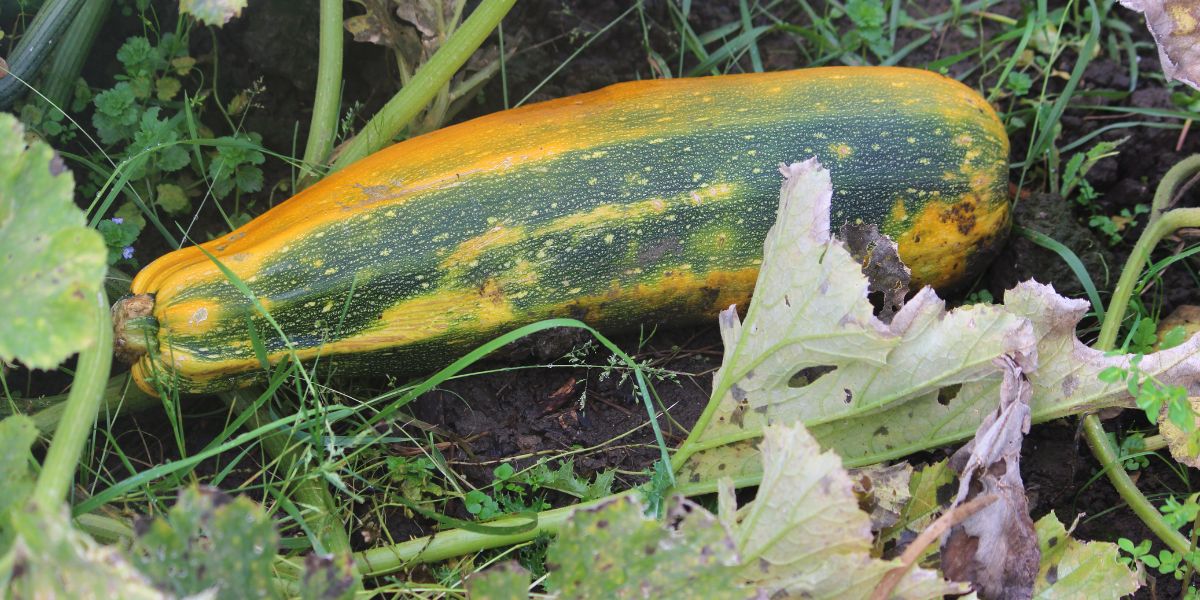 raisons pour lesquelles les feuilles de vos courgettes deviennent jaunes