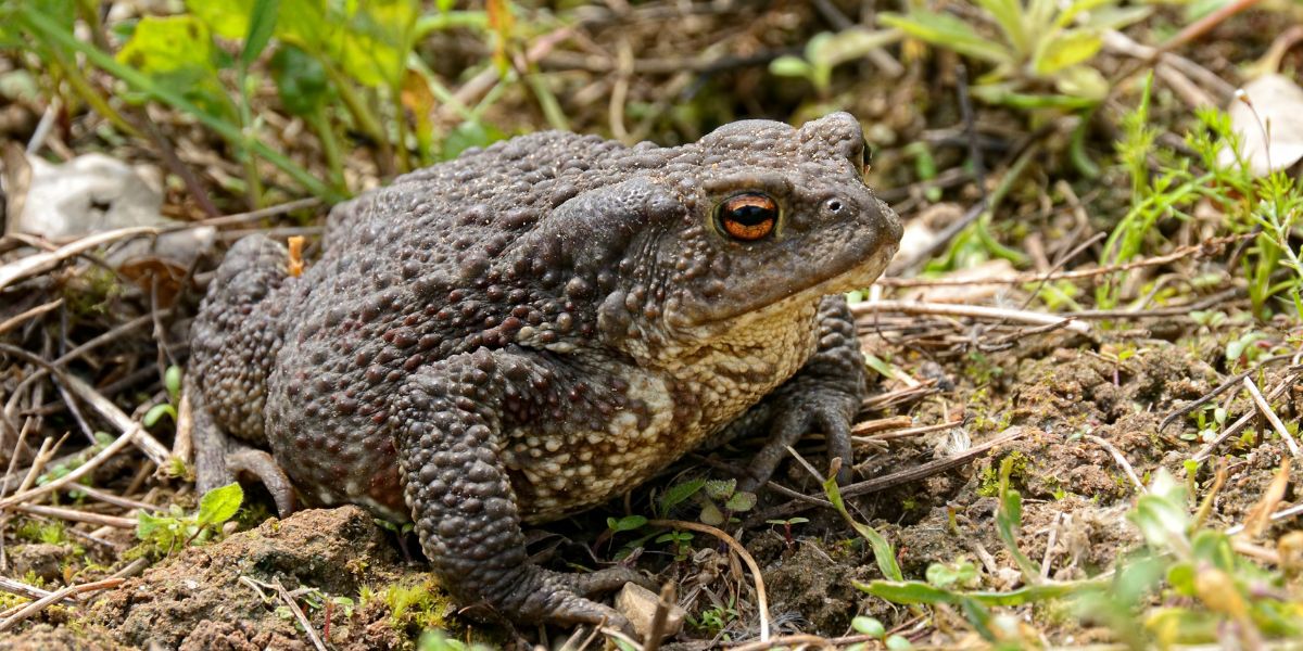 crapaud prédateur des limaces