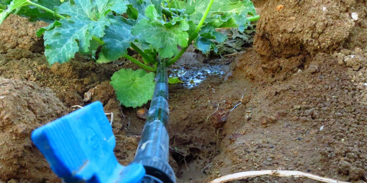 arrosage au goutte à goutte des plants de courgettes