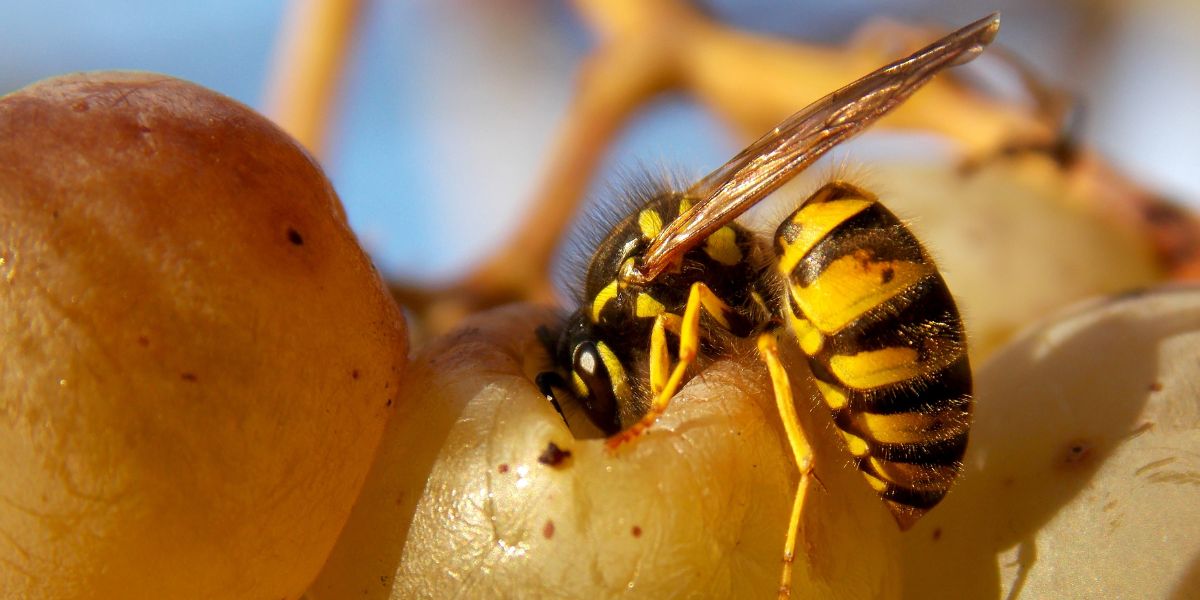 Comment éloigner les guêpes des arbres fruitiers ? Les conseils pour protéger sa récolte de fruits