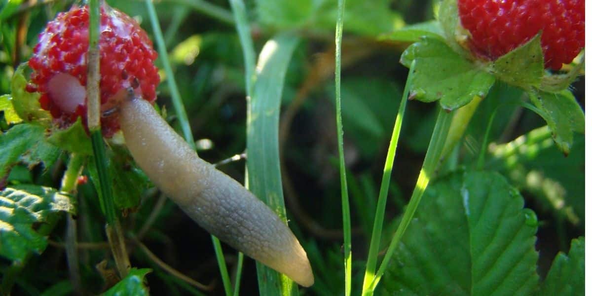 5 astuces naturelles pour éloigner les limaces et escargots du potager ! Fini les légumes dévorés par ces nuisibles