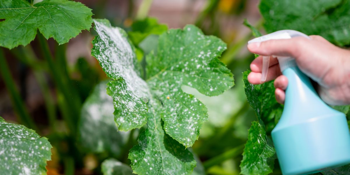 maladies des plants de courgettes