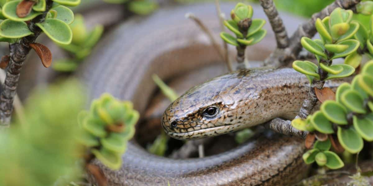 Orvet prédateur des limaces
