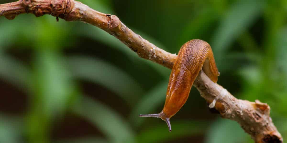 pédateurs des limaces et escargots