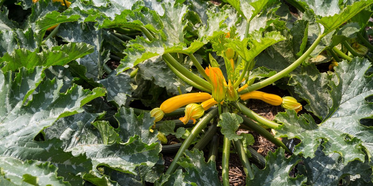 Ensoleillement plant de courgettes