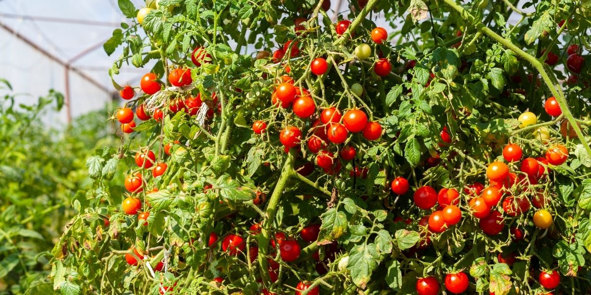 plantation de tomates