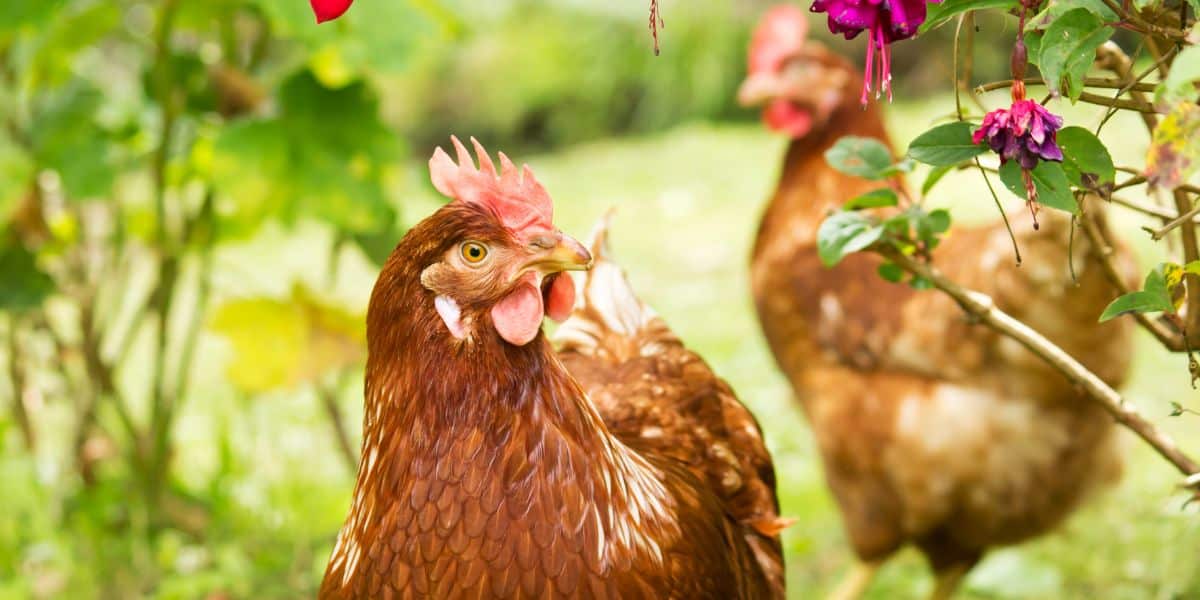 Poules mangent les limaces
