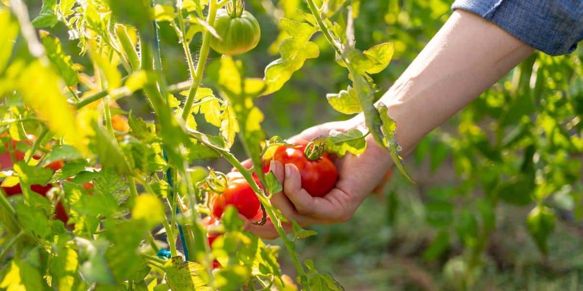 récolte des tomates après les vacances