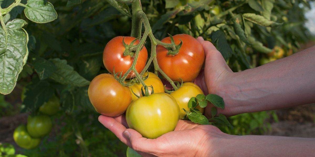 erreurs a ne pas faire plants de tomates