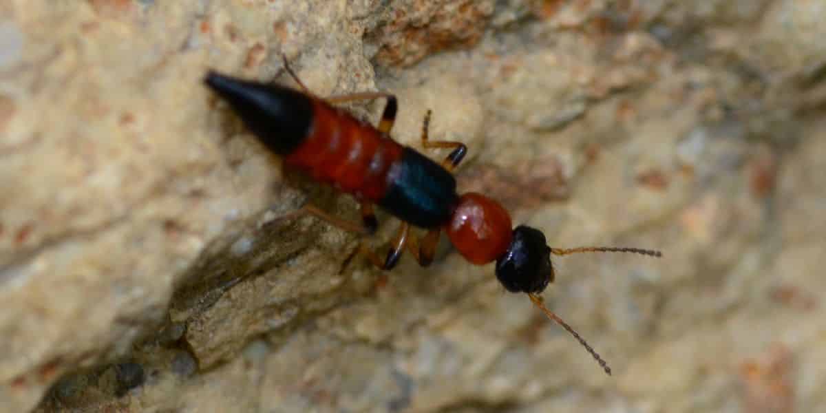 staphylin odorant
