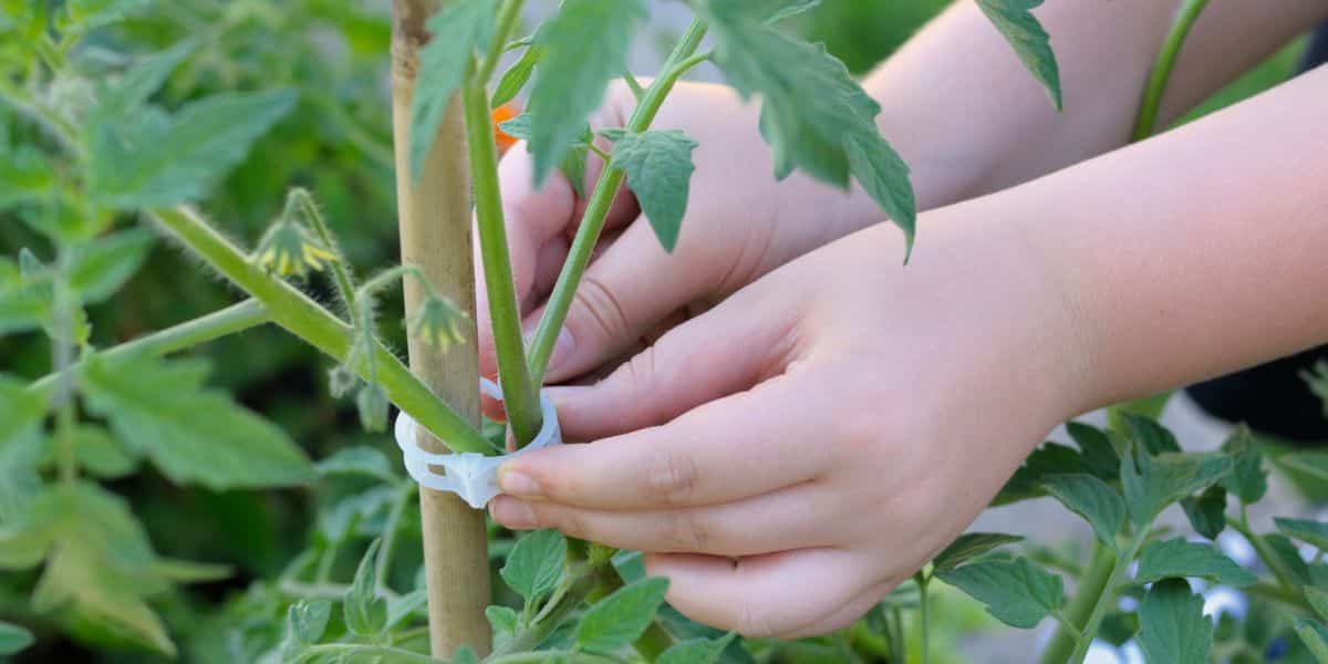 tuteur tomates