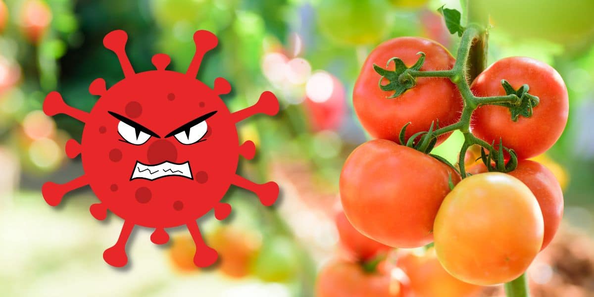 Virus tueur de la tomate ToBRFV