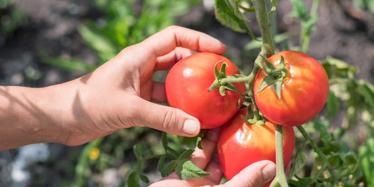 Nos meilleurs conseils pour augmenter la production de vos plants de tomates