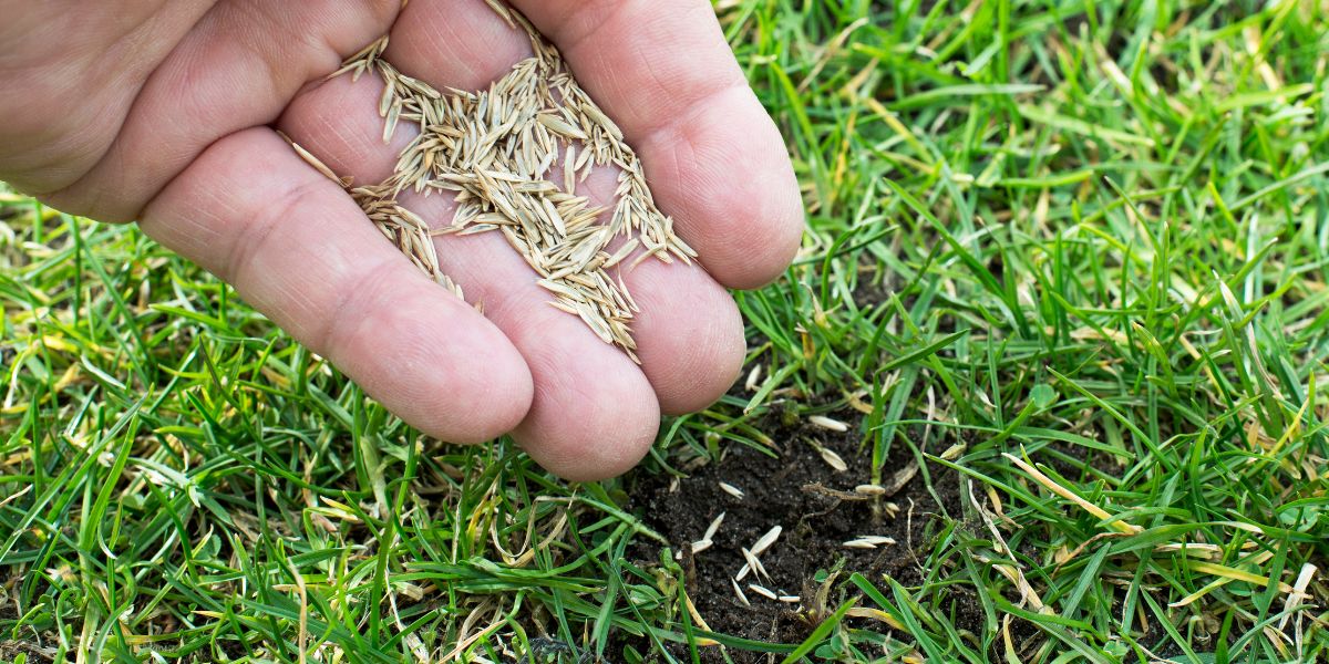 différence entre gazon synthétique et gazon naturel