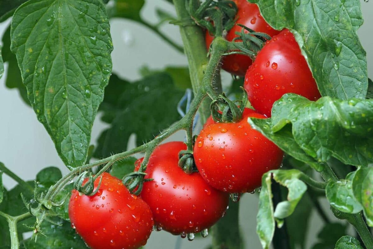 Tomates malades suite aux fortes pluies ? Voici comment réagir pour sauver votre récolte