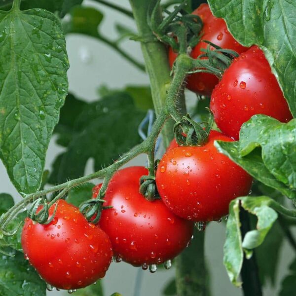 Tomates malades suite aux fortes pluies ? Voici comment réagir pour sauver votre récolte