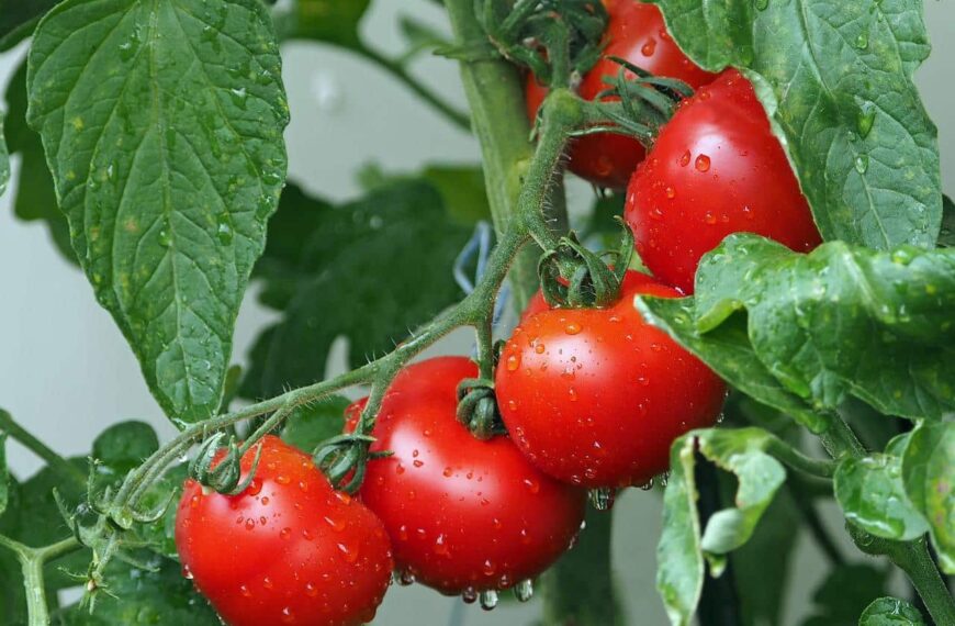 Tomates malades suite aux fortes pluies ? Voici comment réagir pour sauver votre récolte
