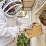 découvrez des méthodes sûres et efficaces pour enlever un nid de bourdon chez vous, tout en protégeant votre famille et l'environnement.