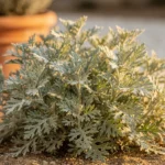 Plante d'absinthe Artemisia absinthium au feuillage argenté dans un jardin ensoleillé