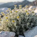 Génépi plante en fleurs jaunes sur un éboulis alpin ensoleillé
