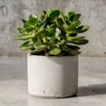 Illustration éditoriale liée à plante de jade avec éléments concrets et contexte naturel