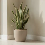 Langue de belle-mère sansevieria en pot près d’une fenêtre lumineuse