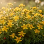 Millepertuis en fleurs jaunes dans un massif naturel, avec feuillage vert et baies décoratives en arrière-plan